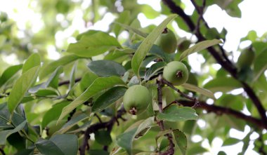 Ayva ağacı ve ayva meyvesi..