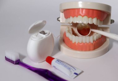 Ağız temizliği kavramı. Beyaz arka planda diş modelleri ve diş bakımı araçları var.