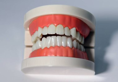 Beyaz arka planda yapay dişçilik modeli. Tıbbi uygulamalar için sahte plastik diş..