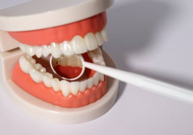 Diş modelinin oyuğu aynaya yansıyor. Tıbbi uygulamalar için sahte plastik diş..