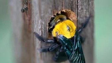 Yakın plan Xylocopa latipes ya da kuru bir ormanda yuva yapan tropikal marangoz arısı