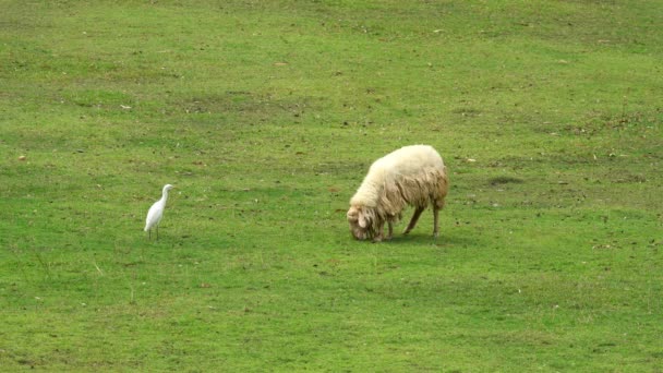 pâturage des moutons sur la colline avec prairie verte dans les terres agricoles 