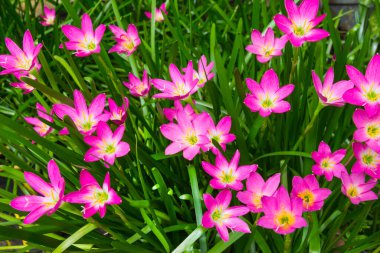 Güzel mor yağmur zambağı çiçeği