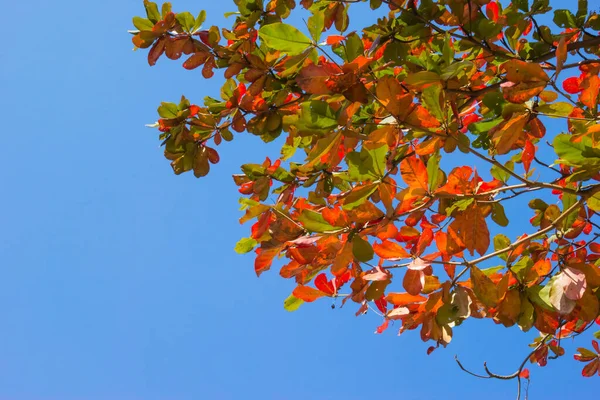 Folhas Amêndoa Mar Verde Vermelho Com Galho Árvore Céu Azul — Fotografia de Stock