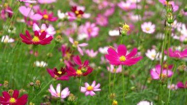 Bahçede kozmos çiçekleri 