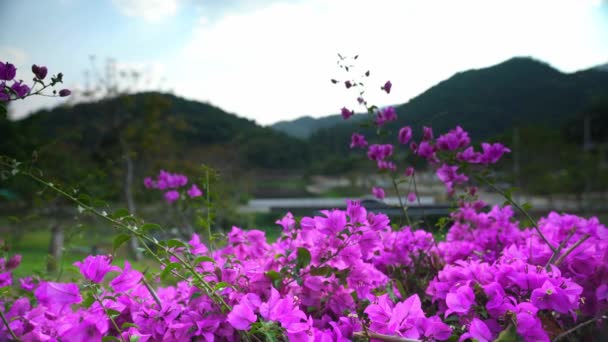 Flor Buganvilla Con Fondos Montañas Puentes — Vídeos de Stock