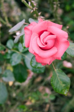 Bahçedeki Güzel Pembe Gül