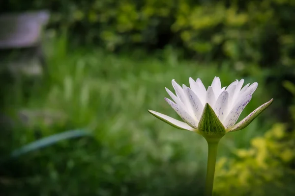 Nilüfer Göldeki Beyaz Zambakları — Stok fotoğraf