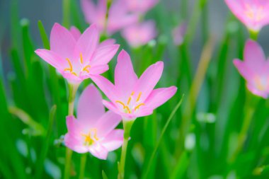 Peri zambağı çiçeği arkaplanı bulanık