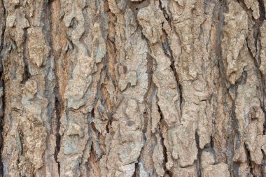 Ağaç kabuğunun ayrıntıları