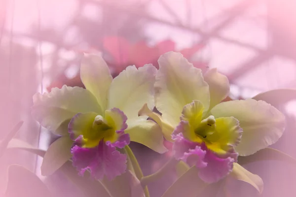 Biały Orchidea Miękkie Tło — Zdjęcie stockowe