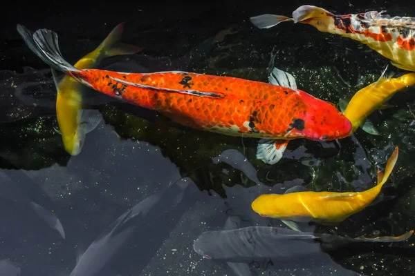 Ikan Mas Jepang Kolam — Stok Foto