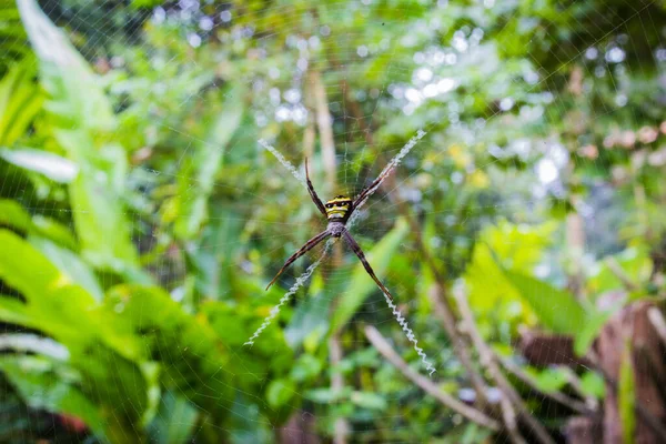 Araña Tela Contra Fondo Borroso —  Fotos de Stock