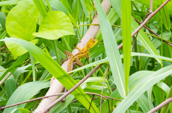 Lagarto Amarelo Floresta Tailândia — Fotografia de Stock