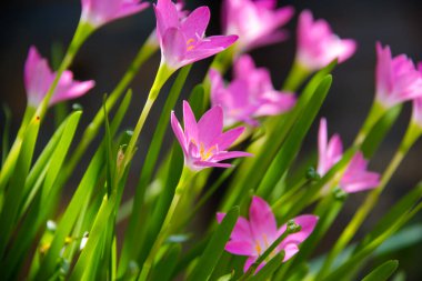 Zephyranthes, Peri zambağı çiçeği arka planı