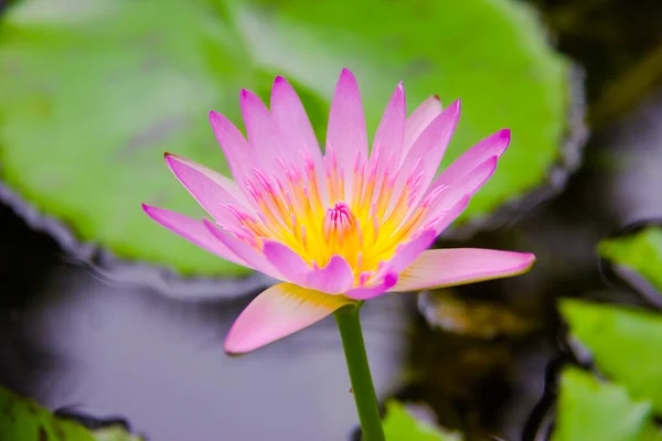 池の中の蓮や紫の睡蓮 — ストック写真