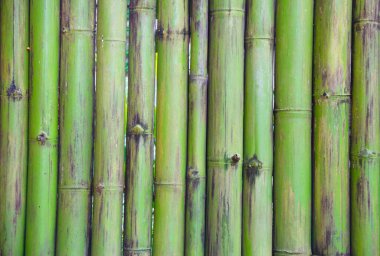 yeşil bambu çit deseni