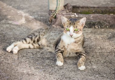 Taylandlı kedi yerde oturuyor.