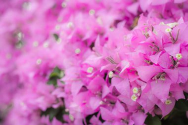 bougainvillea ağacından pembe bokeh