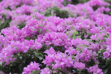 bougainvillea ağacından pembe bokeh