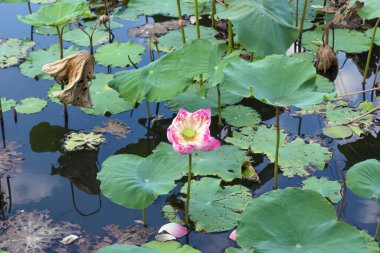 Çiçekli Pembe Nilüfer Çiçeği ve onun tohum kapsülü