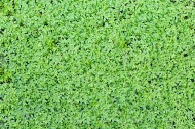 Küçük yeşil bitkilerin arkaplanı