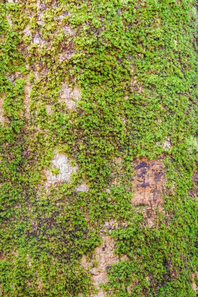 stock image small plant on tree bark in forest