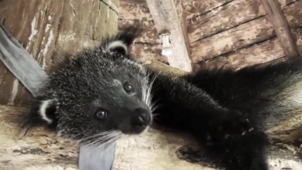 Twarz Binturong Zbliżenie — Wideo stockowe