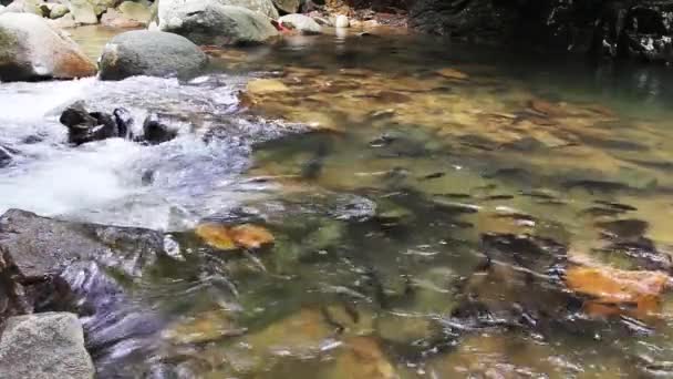 Peces Nadando Río Arriba Cascada — Vídeo de stock