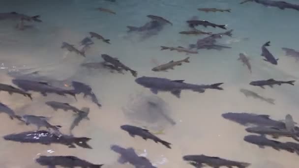 Fische Klaren Wasserfall Mahseerbarbe Thailand — Stockvideo