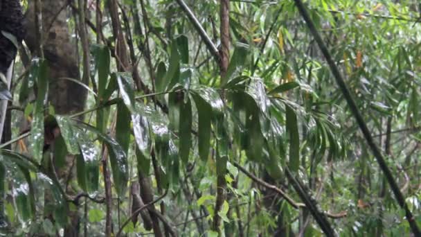 Árvores Floresta Tropical Quando Chove — Vídeo de Stock