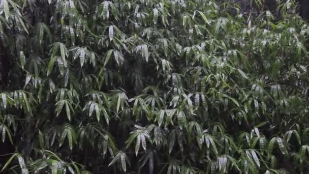 Yağmur Yağdığında Tropikal Ormanda Bambu Ağaçları — Stok video