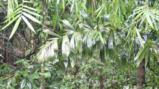 Alberi Nella Foresta Tropicale Quando Piove — Video Stock