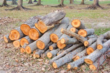 Ormanda yakın plan yakacak odun yığını