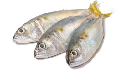 Beyaz üzerine taze uskumru balığı.