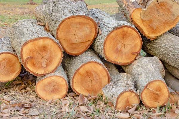 Closeup Pile Firewood Forest — Stock Photo, Image