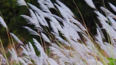 Rüzgarda savrulan gümüş tüy çimenleri, orman arka planı