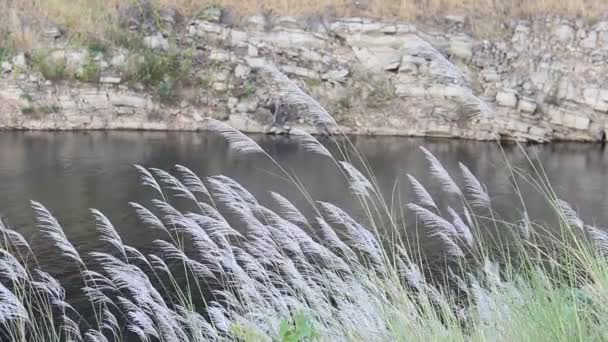 Hierba Plumas Plata Balanceándose Viento Montaña Lago — Vídeo de stock