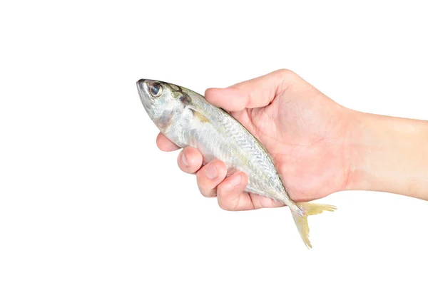 Hand Hält Frischen Makrelenfisch Auf Weißem — Stockfoto