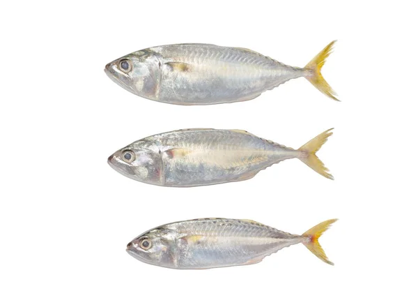 白の新鮮なサバの魚 — ストック写真