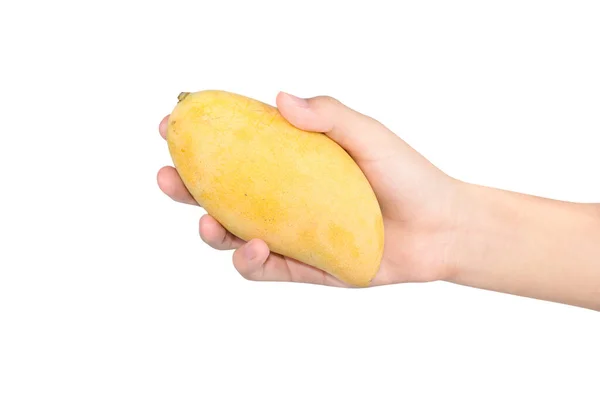 Hand Holding Ripe Mango Isolated White Background — Stock Photo, Image