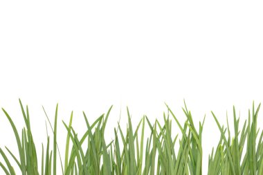 Beyaz sarımsaklı soğan..