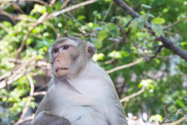 Maymun doğada, Tayland
