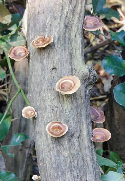Mushroom Trunk Tree — Stock Photo, Image