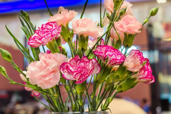 Rosa Och Orange Nejlika Blomma — Stockfoto