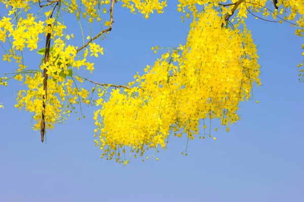 Chuveiro Dourado Cássia Fístula Céu Azul Árvore Nacional Tailândia — Fotografia de Stock