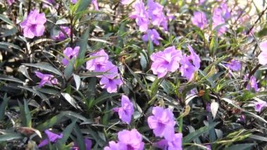  Patlayan kapsül rüzgarda sallanan çiçek