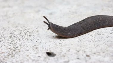 İspanyol sümüklü böcek