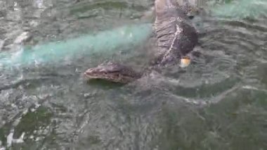 Varanus kurtarıcısı sudaki yiyecekleri yer.