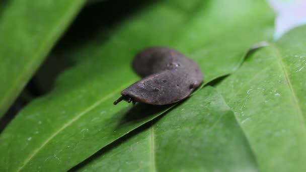 Slug Moves Leaves — Stock Video